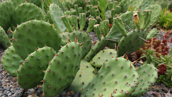 Opuntia compressa 2 (c) Green Roof Plants - Emory Knoll Farms Emory ...