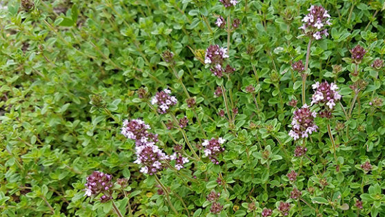 Thymus serphyllum 1 (c)Green Roof Plants - Emory Knoll Farms Emory ...